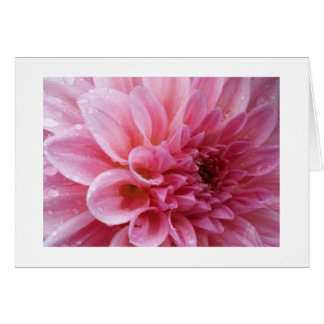 Rosa Chrysanthemumkort Hälsningskort