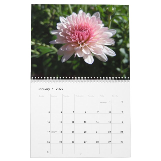 Rosa Chrysanthemums, en kalender 2012 (Jan 2027)
