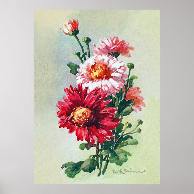 Rosa Chrysanthemums från Catherine Klein Poster (Framsidan)