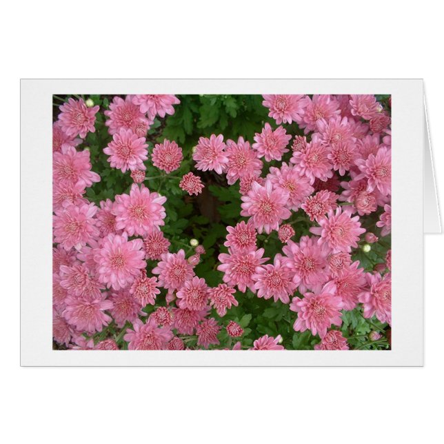 Rosa Chrysanthemums Hälsningskort (Framsidan Horizontal)