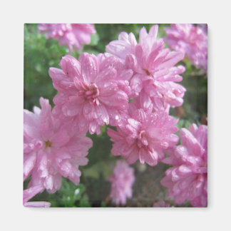 Rosa Chrysanthemums Magnet
