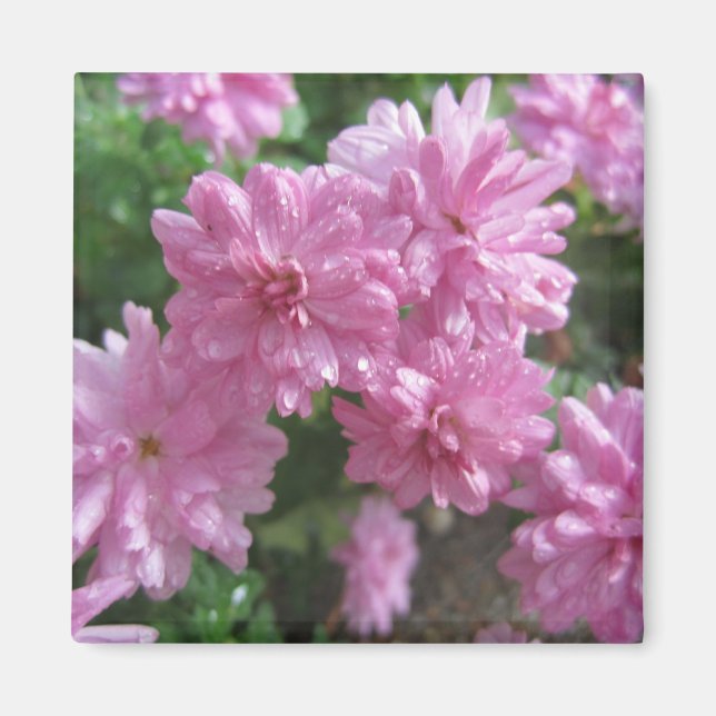 Rosa Chrysanthemums Magnet (Framsidan)