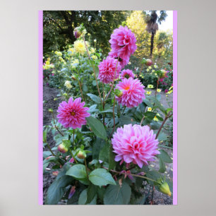 Rosa Chrysanthemums (Photo) Poster