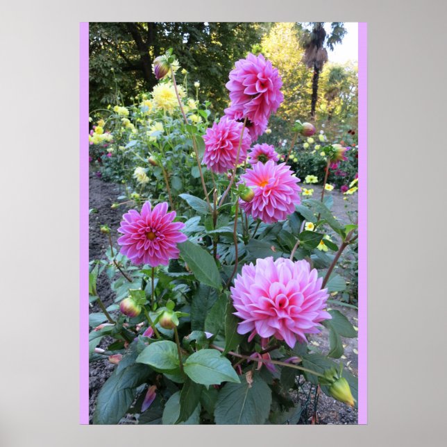 Rosa Chrysanthemums (Photo) Poster (Framsidan)