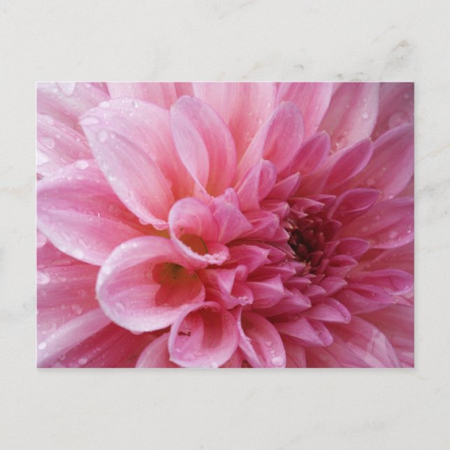 Rosa Chrysanthemumvykort Vykort (Framsida)