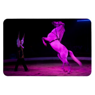 Rosa Circus Horse Magnet