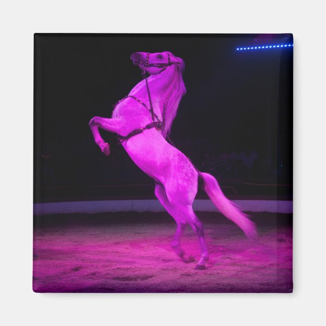 Rosa Circus Horse Magnet (Framsidan)