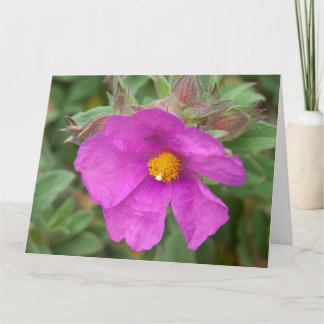 Rosa Cistus Sten Ro Flower Kort