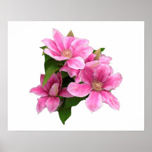 Rosa Clematis-blommans illustration vit