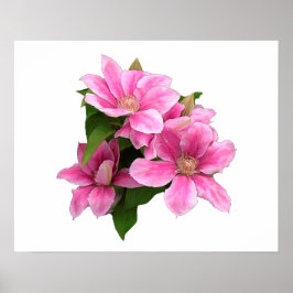 Rosa Clematis-blommans illustration vit Poster