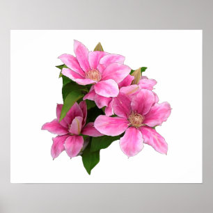 Rosa Clematis-blommans illustration vit Poster