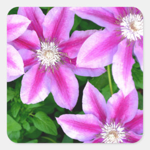 Rosa Clematis och vild Oregano Fyrkantigt Klistermärke