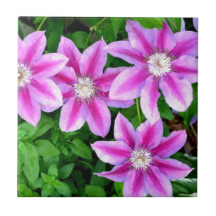 Rosa Clematis och vild Oregano Kakelplatta