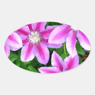 Rosa Clematis och vild Oregano Ovalt Klistermärke