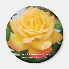 Rosa Climate Peace Magnet