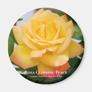 Rosa Climate Peace Magnet