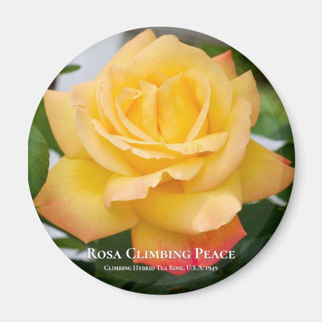 Rosa Climate Peace Magnet (Framsidan)