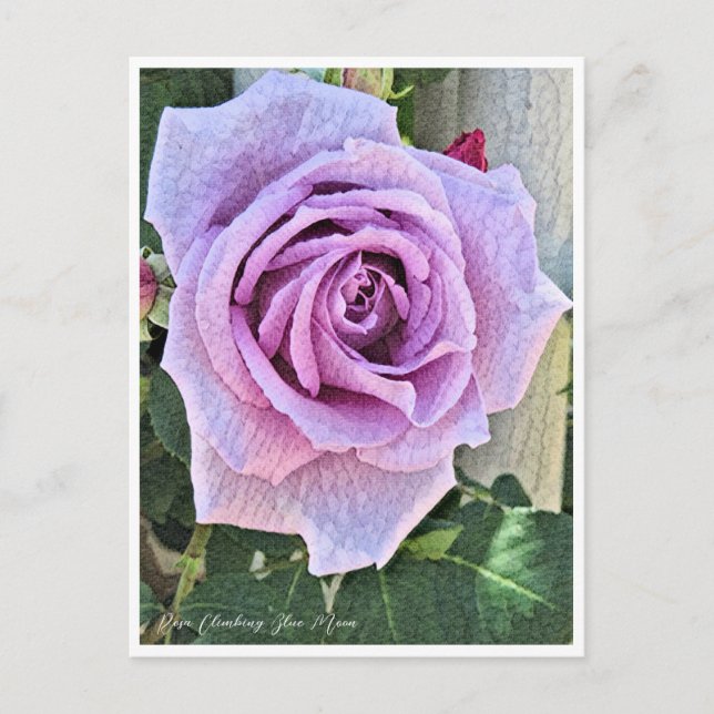 Rosa Climbing Blue Moon Vykort (Framsida)