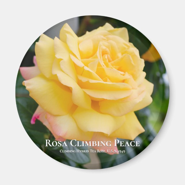 Rosa Climbing Peace Magnet (Framsidan)