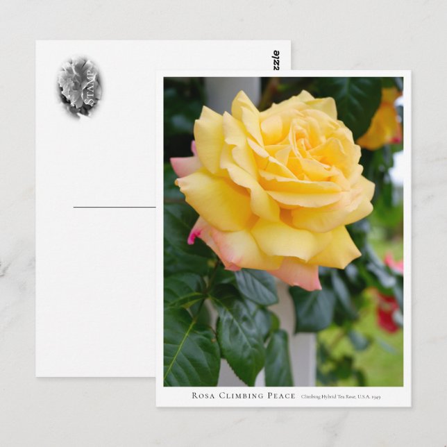 Rosa Climbing Peace Vykort (Fram/baksida)
