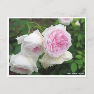 Rosa Clotilde Soupert Vykort