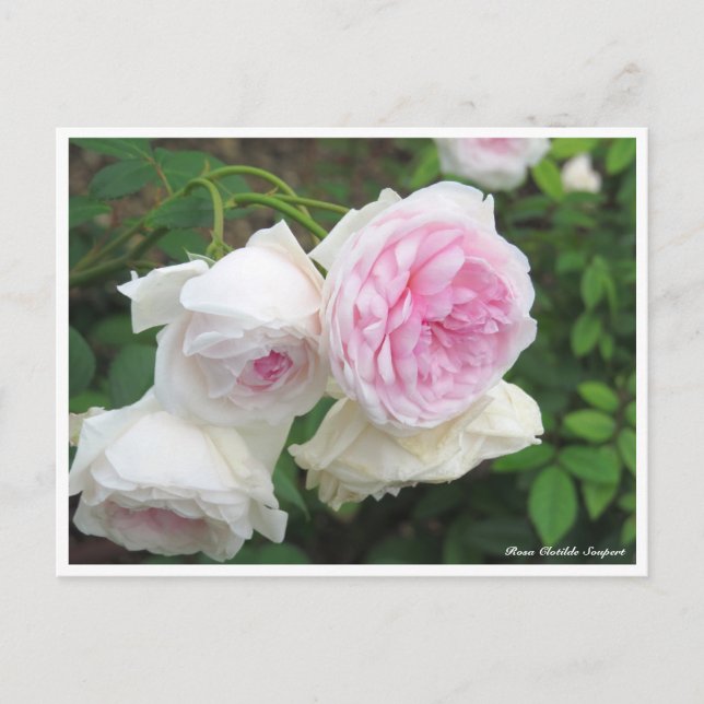 Rosa Clotilde Soupert Vykort (Framsida)
