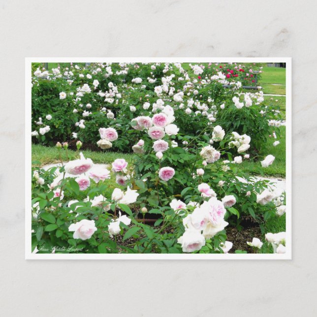 Rosa Clotilde Soupert:vykort Vykort (Framsida)