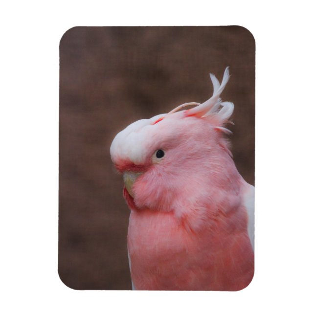 Rosa Cockatoo Magnet (Vertikal)