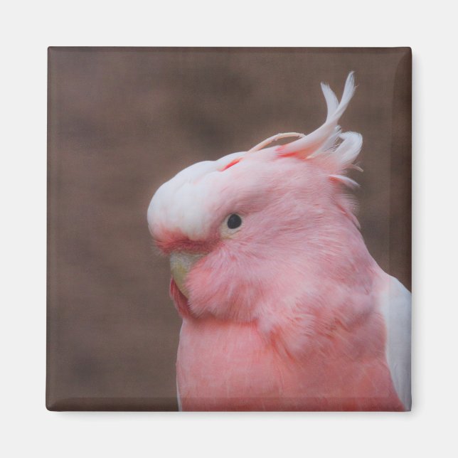 Rosa Cockatoo Magnet (Framsidan)