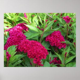 Rosa Cockscomb Celosia Flowers Poster