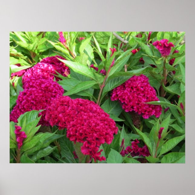 Rosa Cockscomb Celosia Flowers Poster (Framsidan)