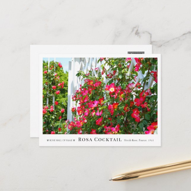 Rosa Cocktail Vykort (Fram/Back In Situ)
