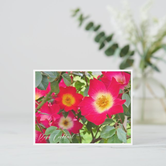 Rosa Cocktail Vykort (Stående Fram)