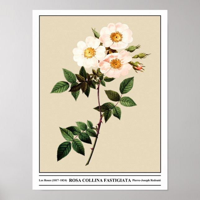 Rosa Collina Fastigiata Beige Poster (Framsidan)