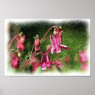 Rosa Columbine Färg Pencil Flower Art Poster