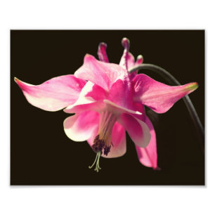 Rosa Columbine Flower Close Up 8X10 Fototryck