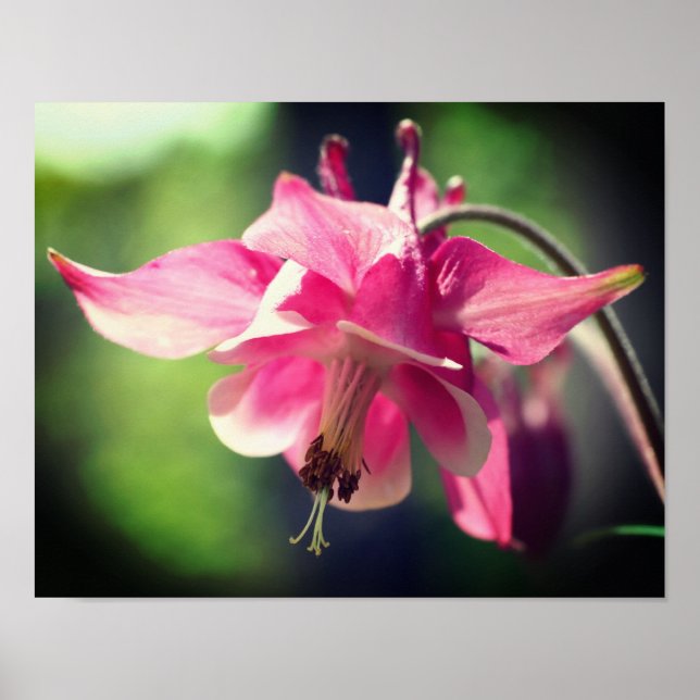 Rosa Columbine Flower Close Up Poster (Framsidan)
