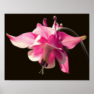 Rosa Columbine Flower Close Up Poster