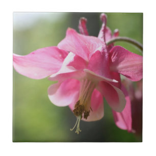 Rosa Columbine Flower Natature Kakelplatta