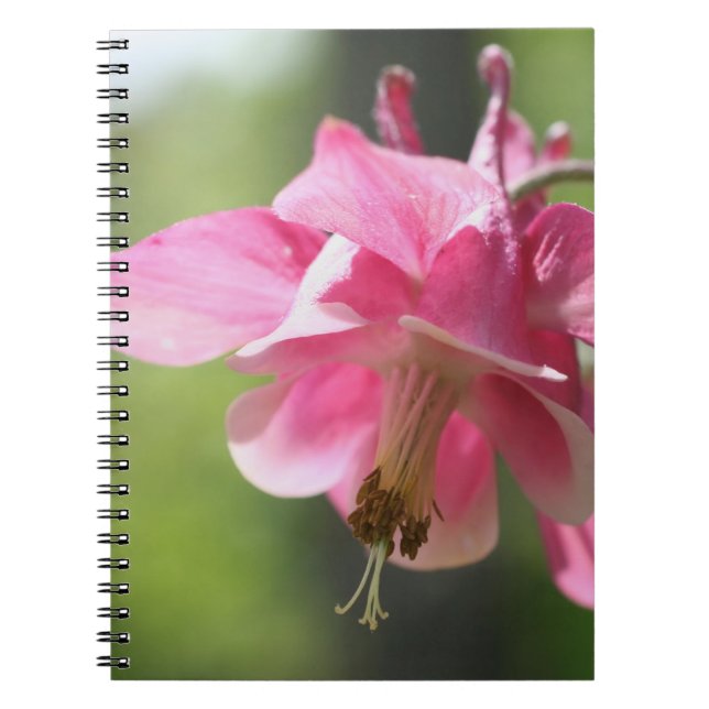 Rosa Columbine Flower Nature Notebook Anteckningsbok (Framsidan)