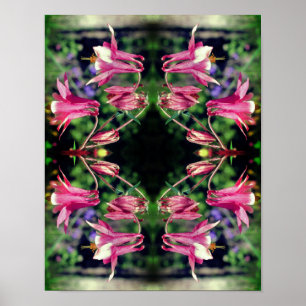 Rosa Columbine Flowers Close Abstrakt Up Poster