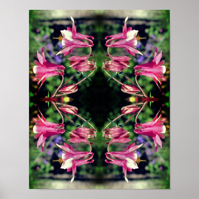 Rosa Columbine Flowers Close Abstrakt Up Poster (Framsidan)