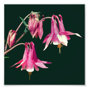 Rosa Columbine Flowers Close Up 8x8 Fototryck