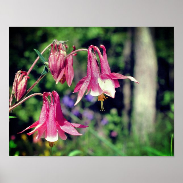 Rosa Columbine Flowers Close Up Poster (Framsidan)