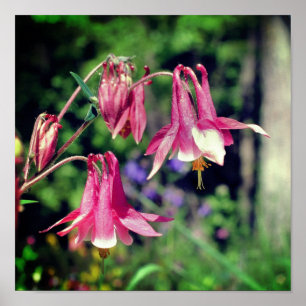 Rosa Columbine Flowers Close Up Poster