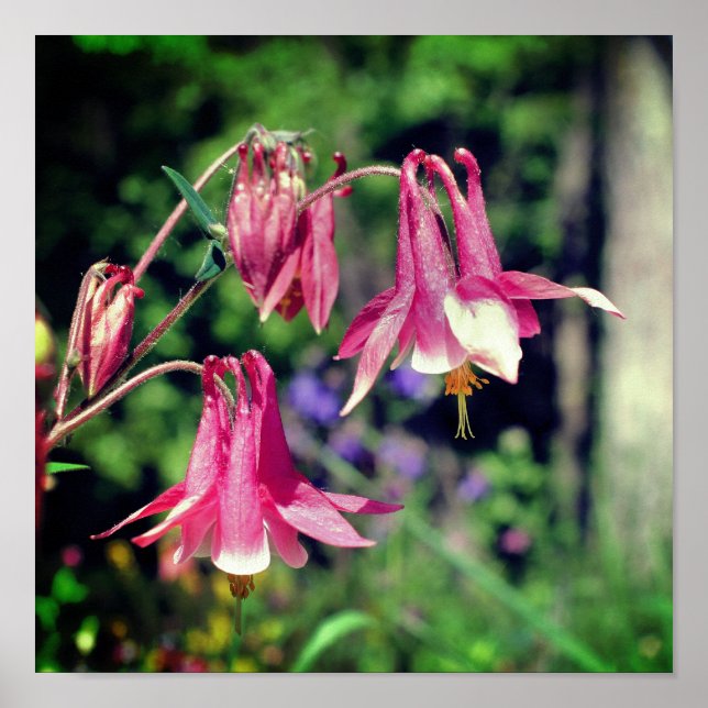 Rosa Columbine Flowers Close Up Poster (Framsidan)