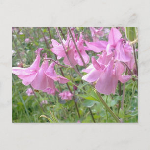 Rosa Columbine Flowers vykort