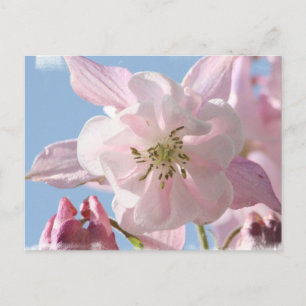 Rosa Columbine Flowers vykort