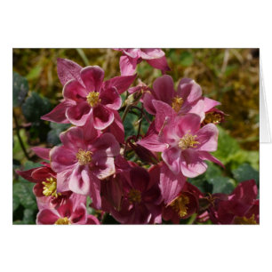 Rosa Columbine Hälsningskort