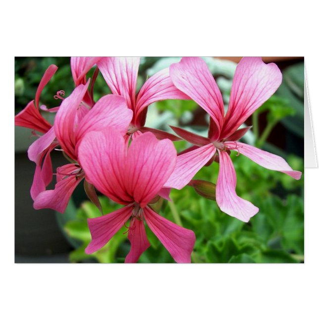 Rosa Columbine Hälsningskort (Framsidan Horizontal)